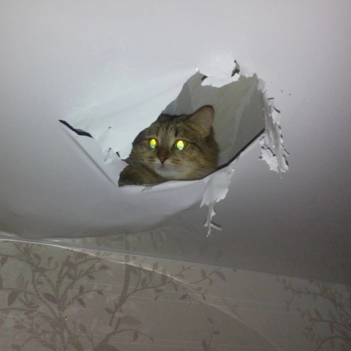 Коты и натяжные потолки