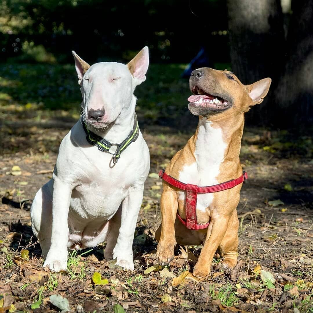 Бультерьер и Доберман