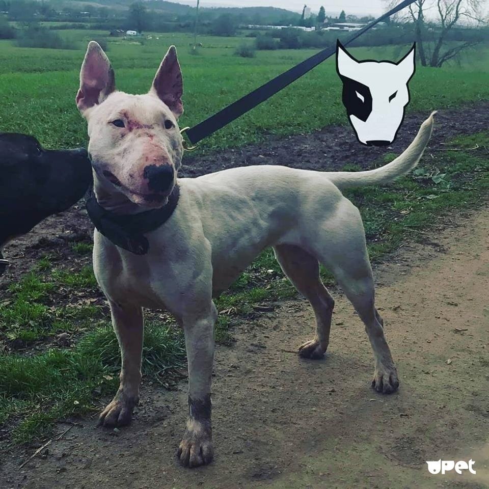 Бультерьер питбуль метис