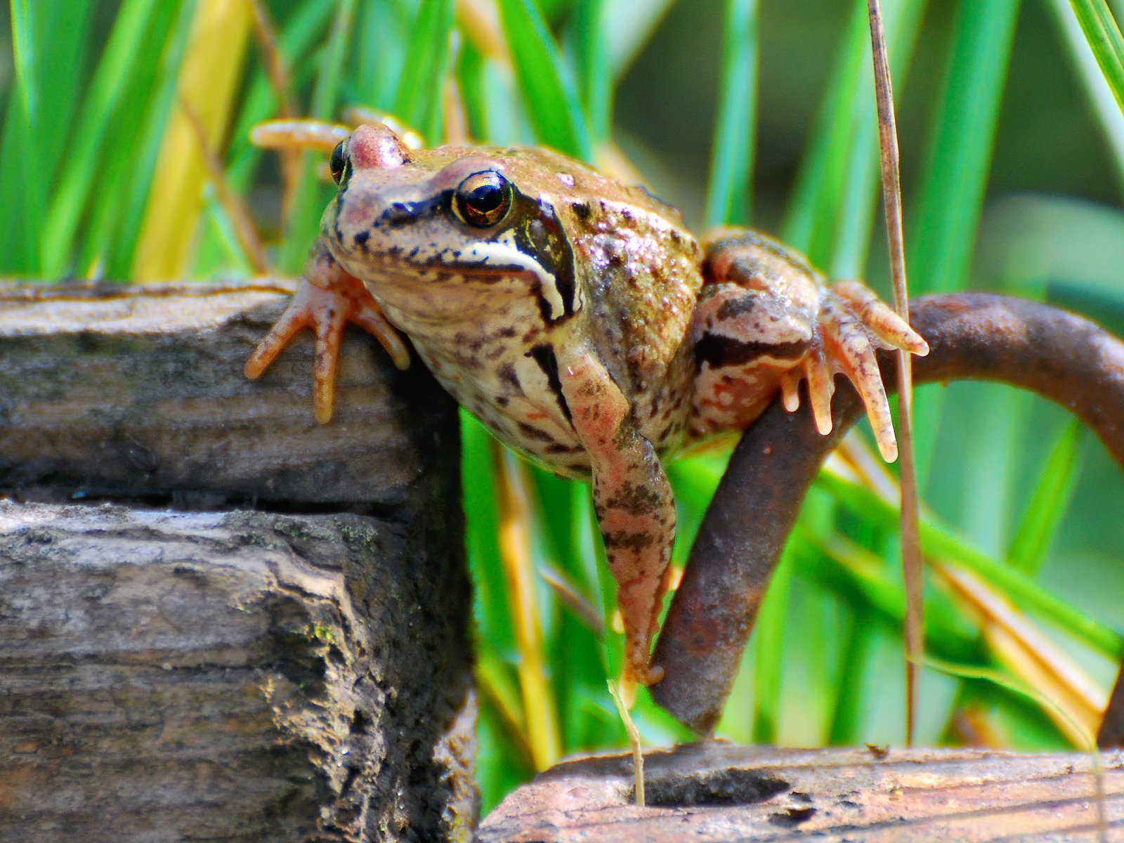 Земляная лягушка на огороде - 72 фото