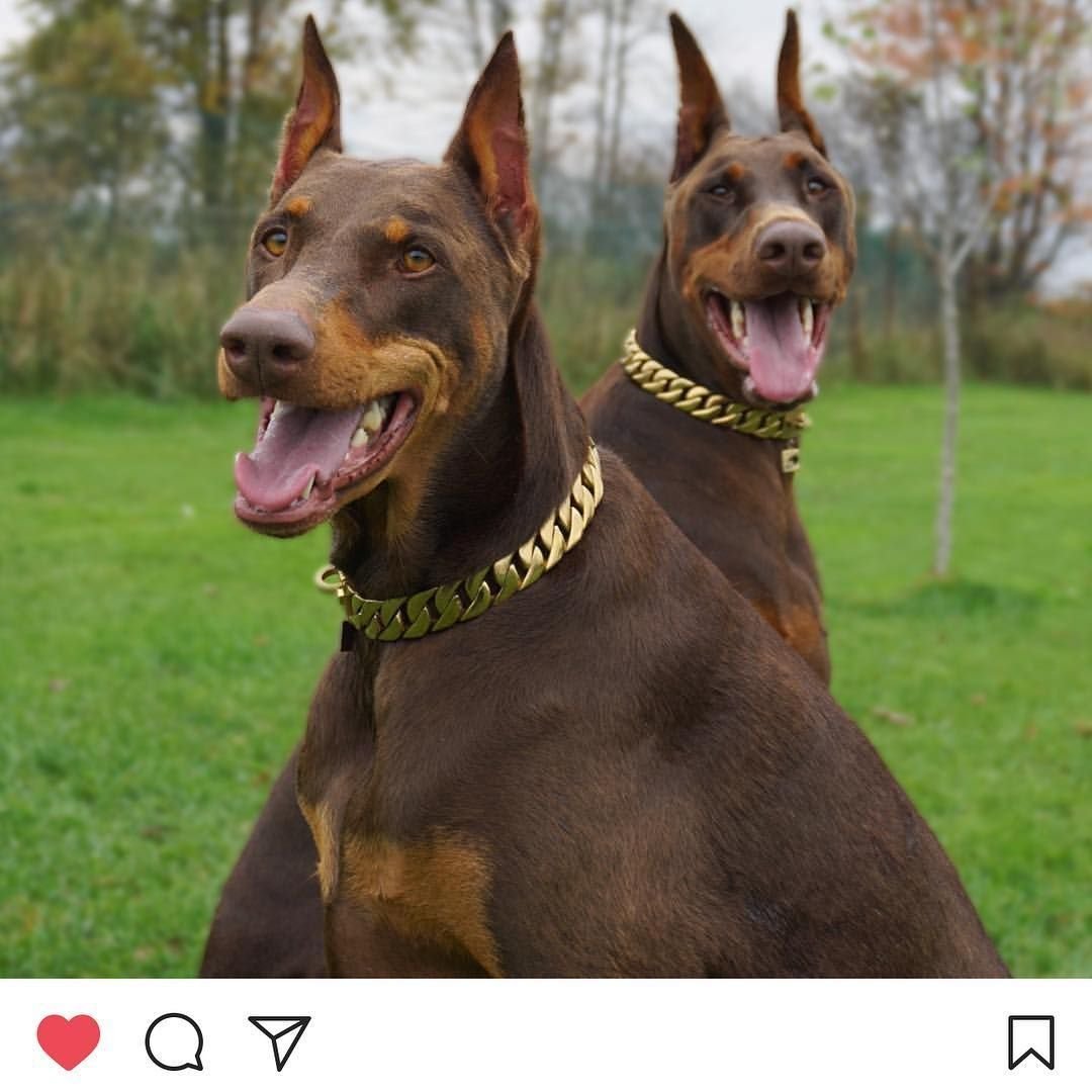 Питбуль и Доберман помесь