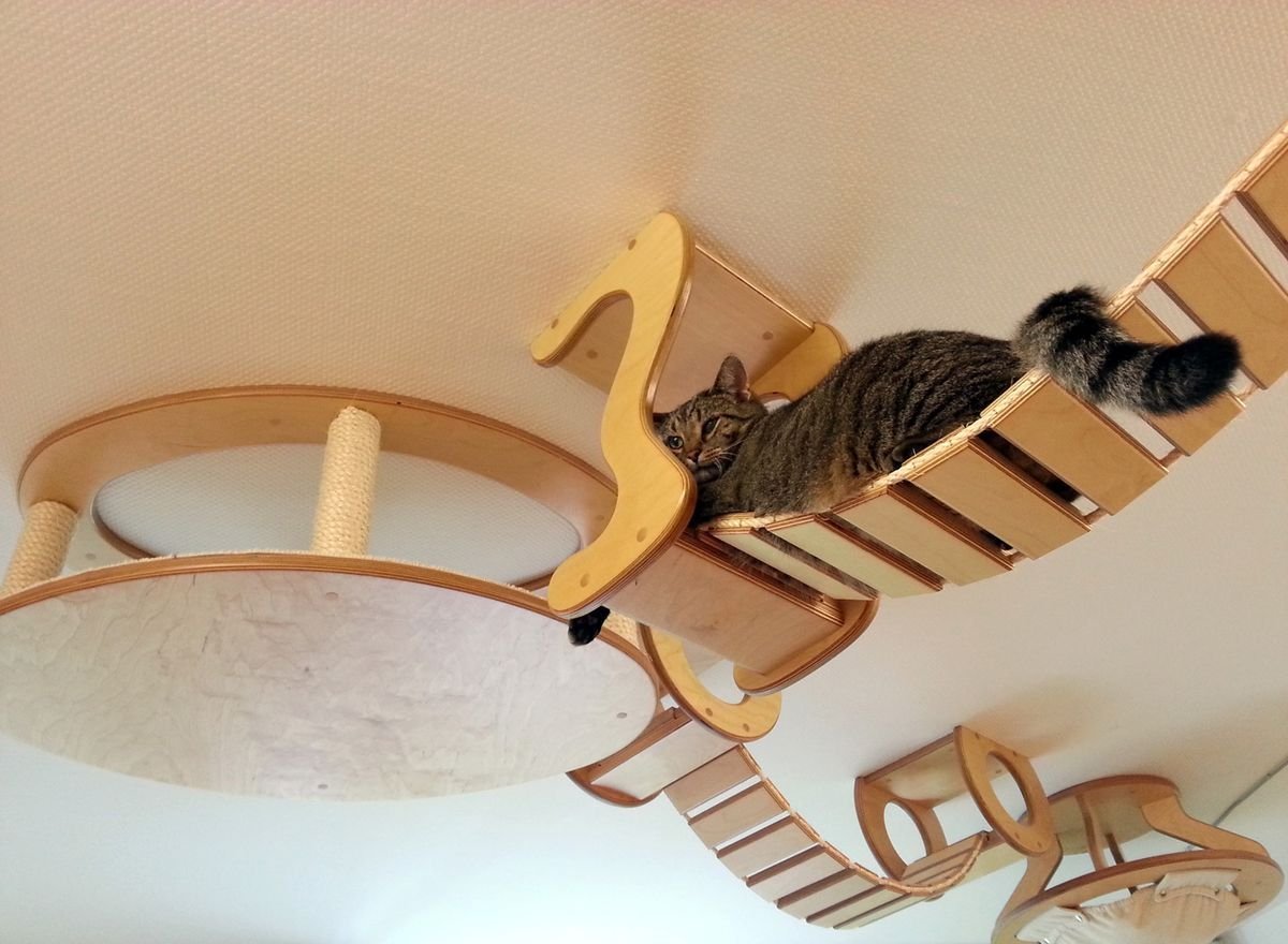 Натяжные потолки приколы