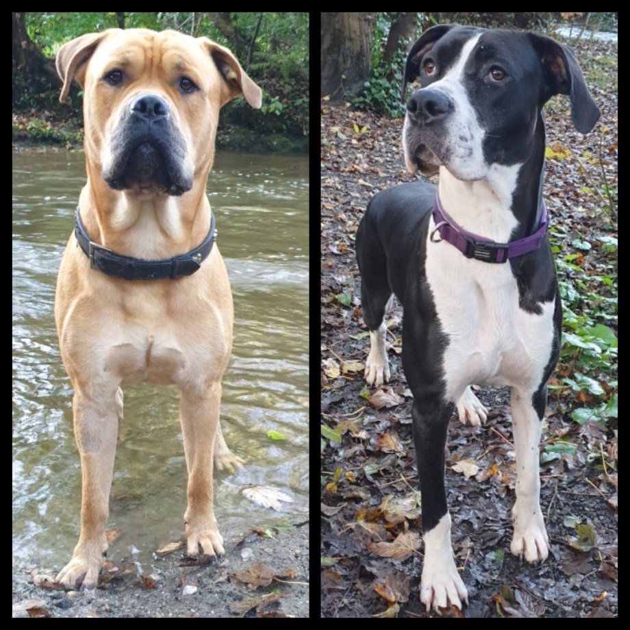 Метис дога и стаффа