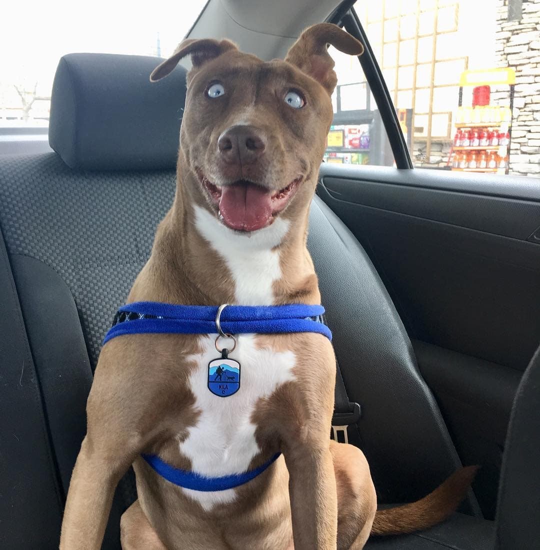 Метис питбуля и хаски