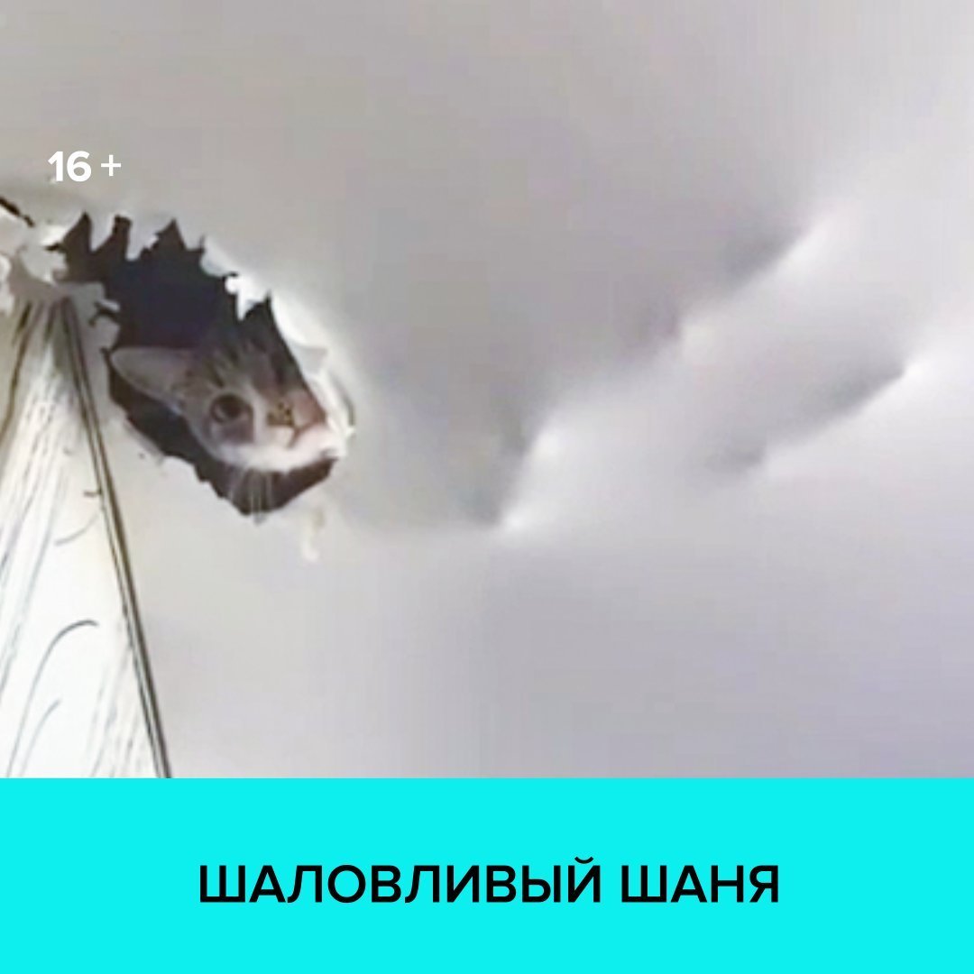 Коты и натяжные потолки