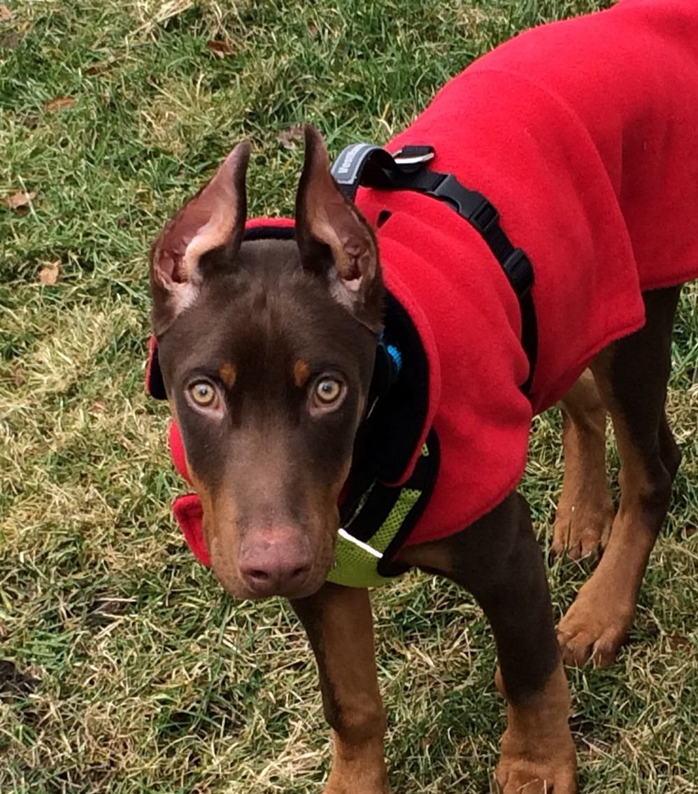 Помесь Доберман и Стаффорд