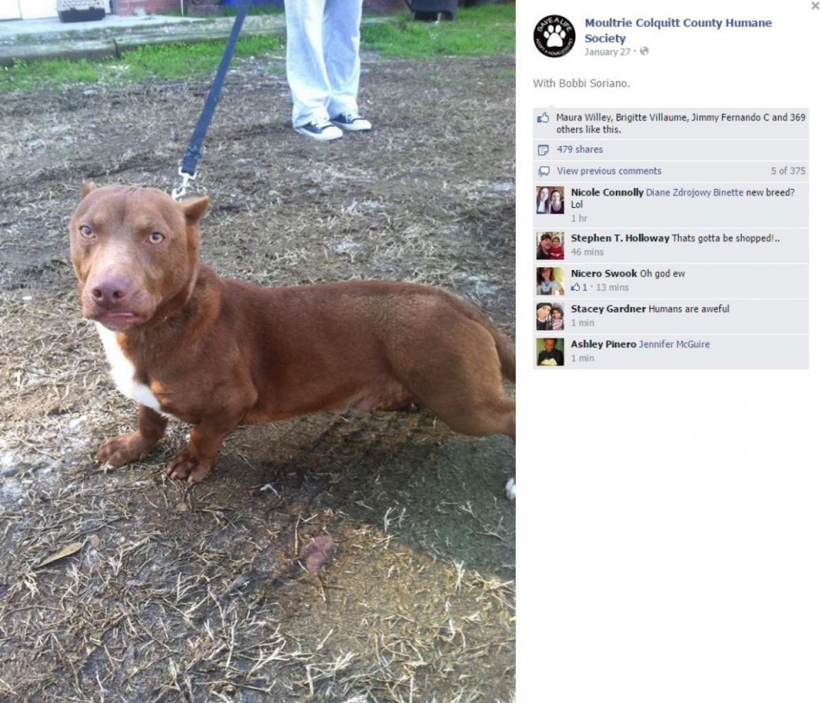 Помесь ротвейлера и добермана