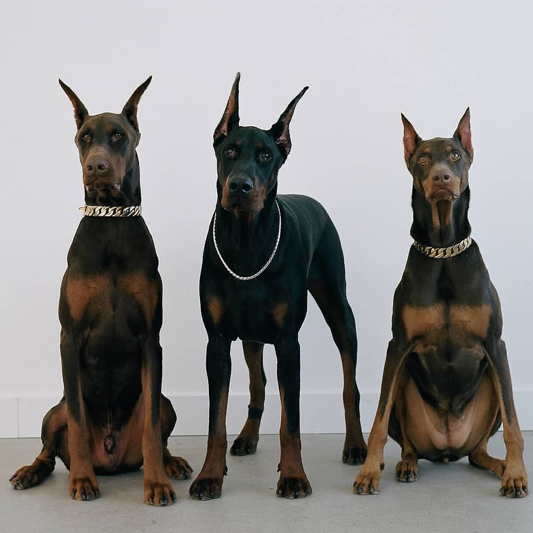 Семейство доберманов