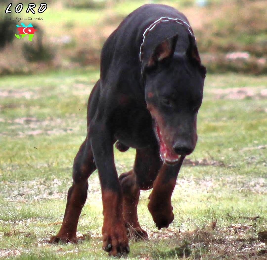 Алабай и Доберман