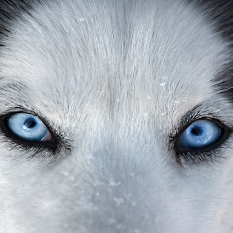 Удивительные глаза животных