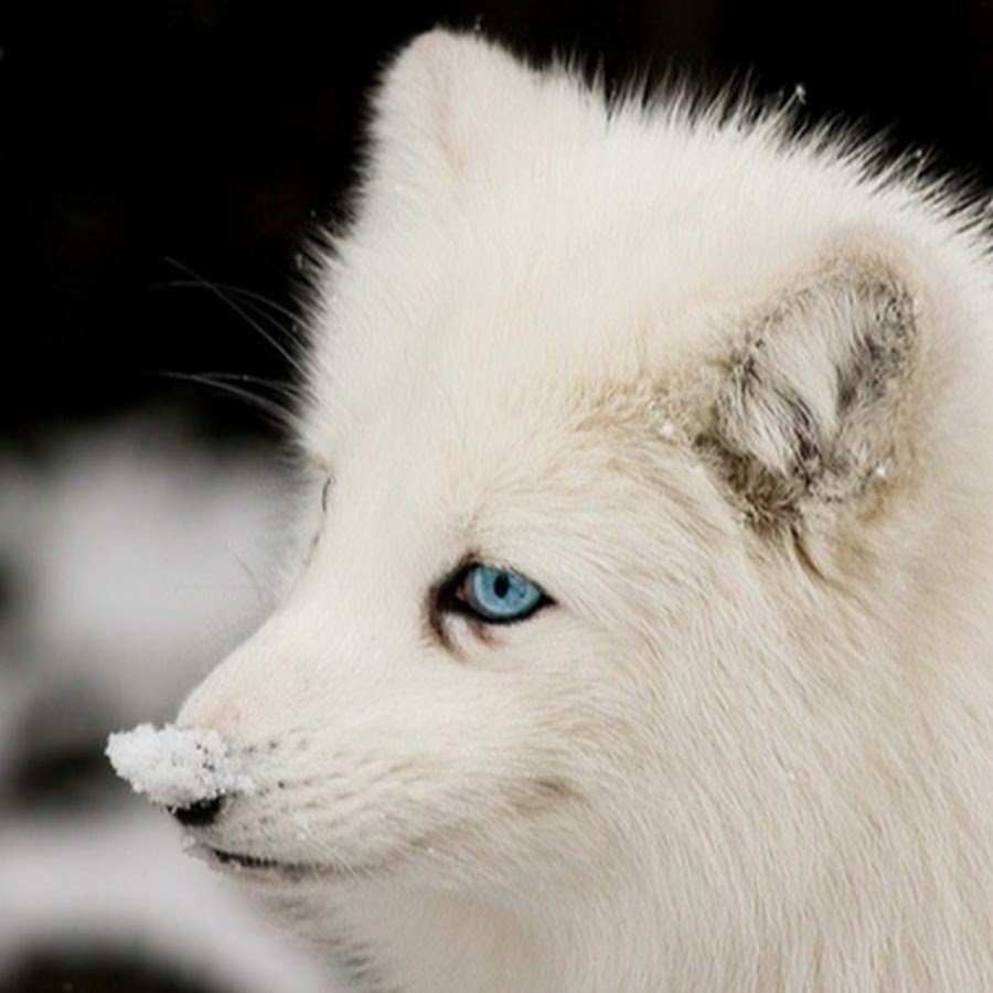 Глаза собаки макро прямо голубые