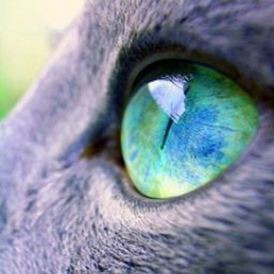 Цвет глаз волка