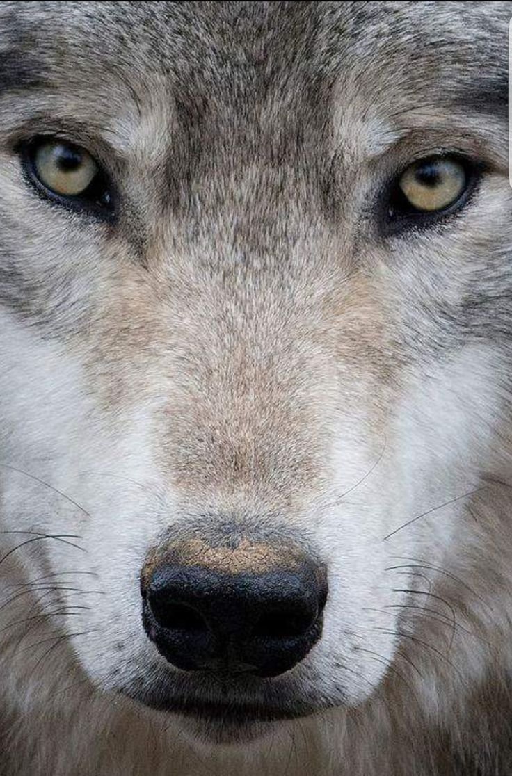 Линзы хаски