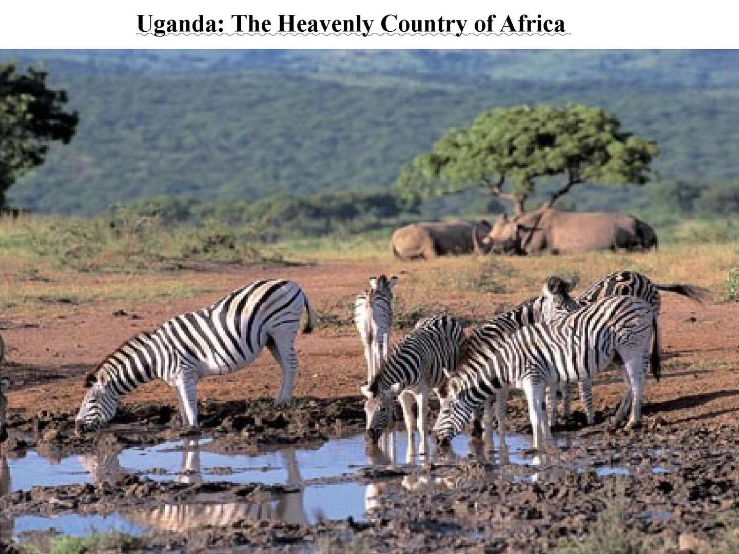 Африки животный география. Африканские животные. Животный мир ЮАР. Животные африканского континента. Мир животных Африка.