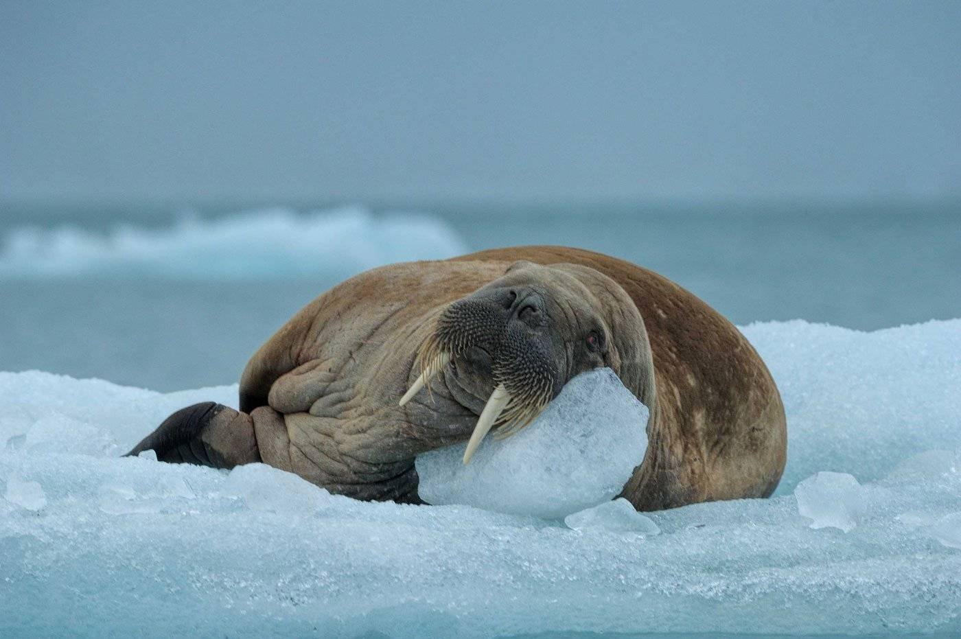Морж северного ледовитого океана