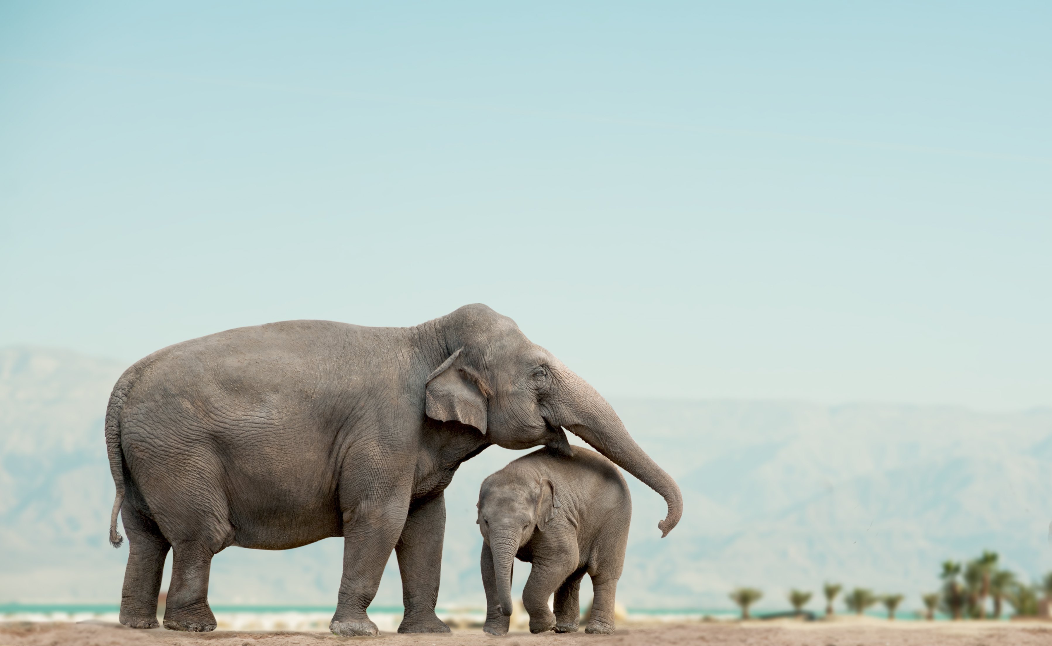 Большой мудрый зверь. Слон слониха Слоненок. Слониха со слоненком. Слоны в дикой природе. Большой слон.