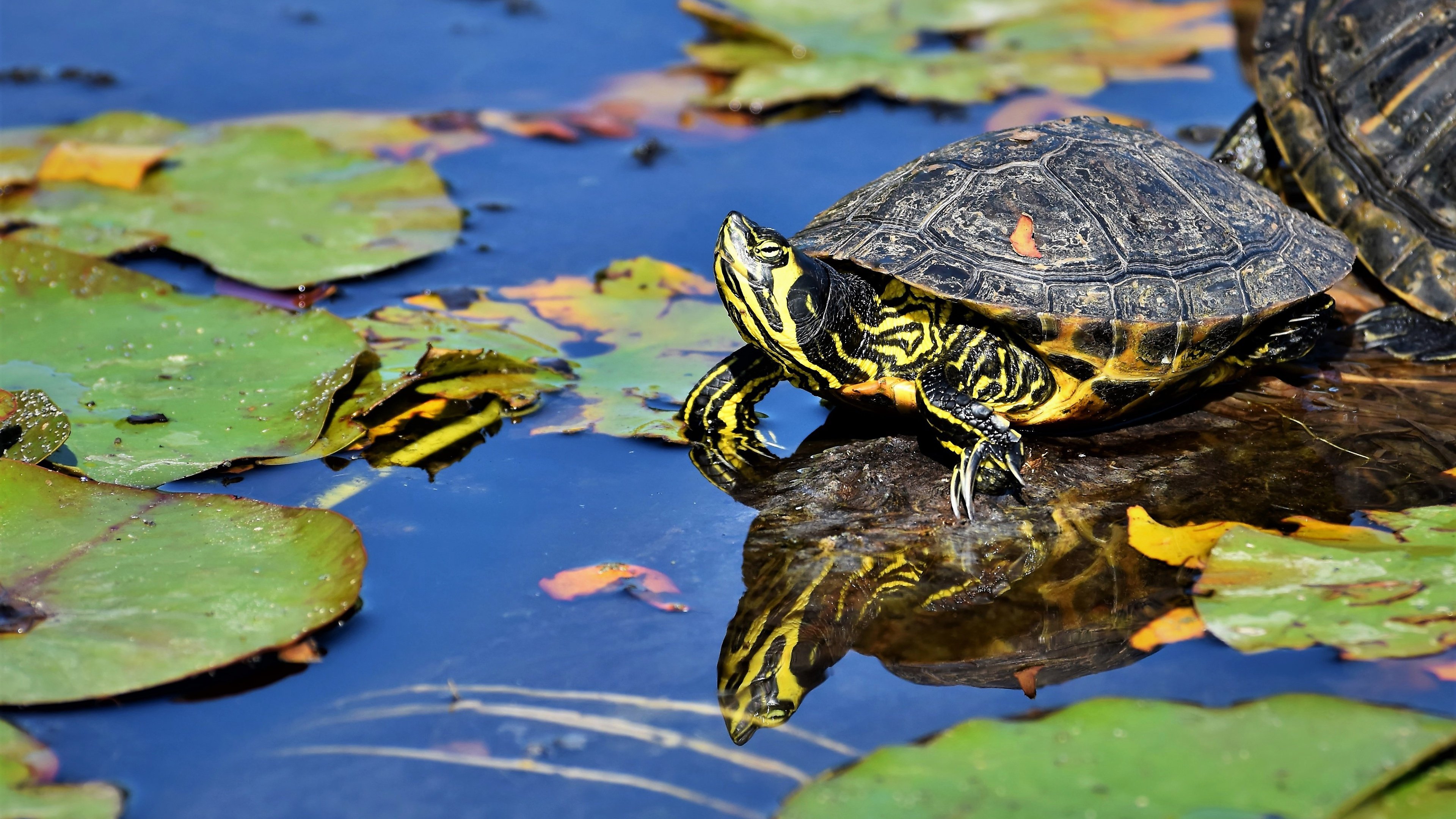 Черепахи весной. Красноухая водоплавающая черепаха. Черепаха водная красноухая. Красноухая Болотная черепаха. Прудовая черепаха красноухая.