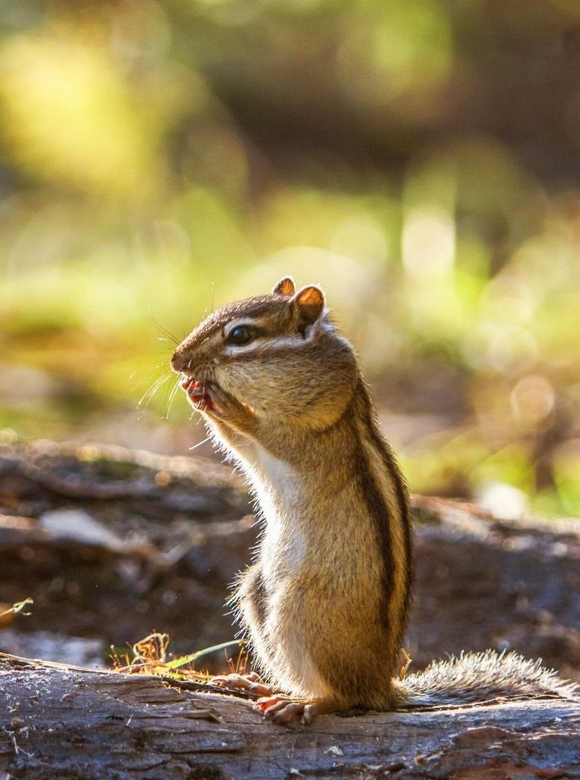 Взгляд бурундука снизу