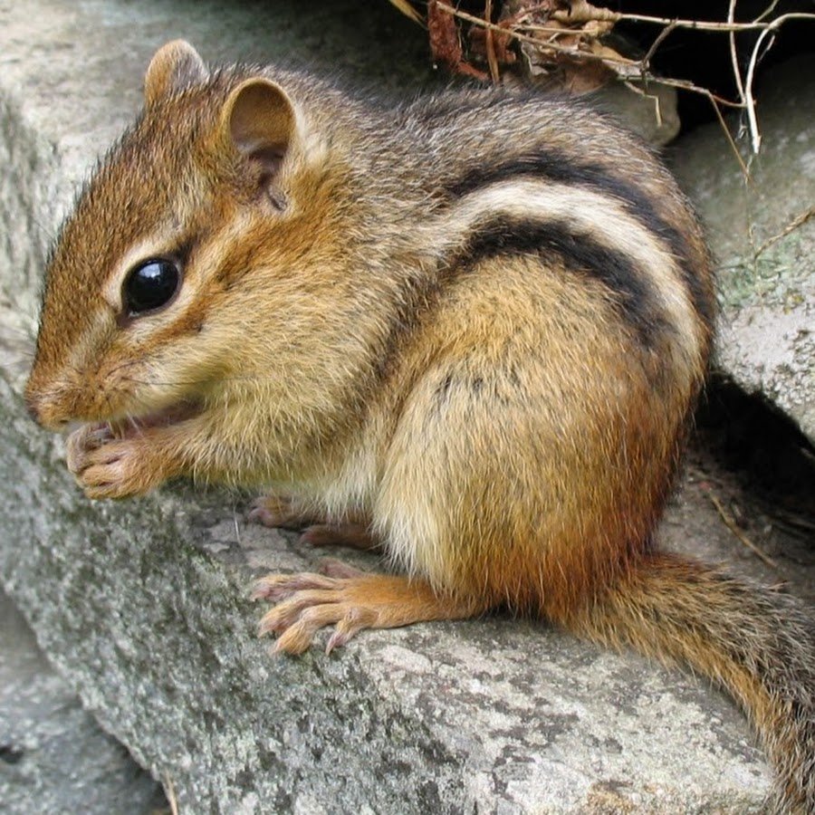 Funambulus palmarum