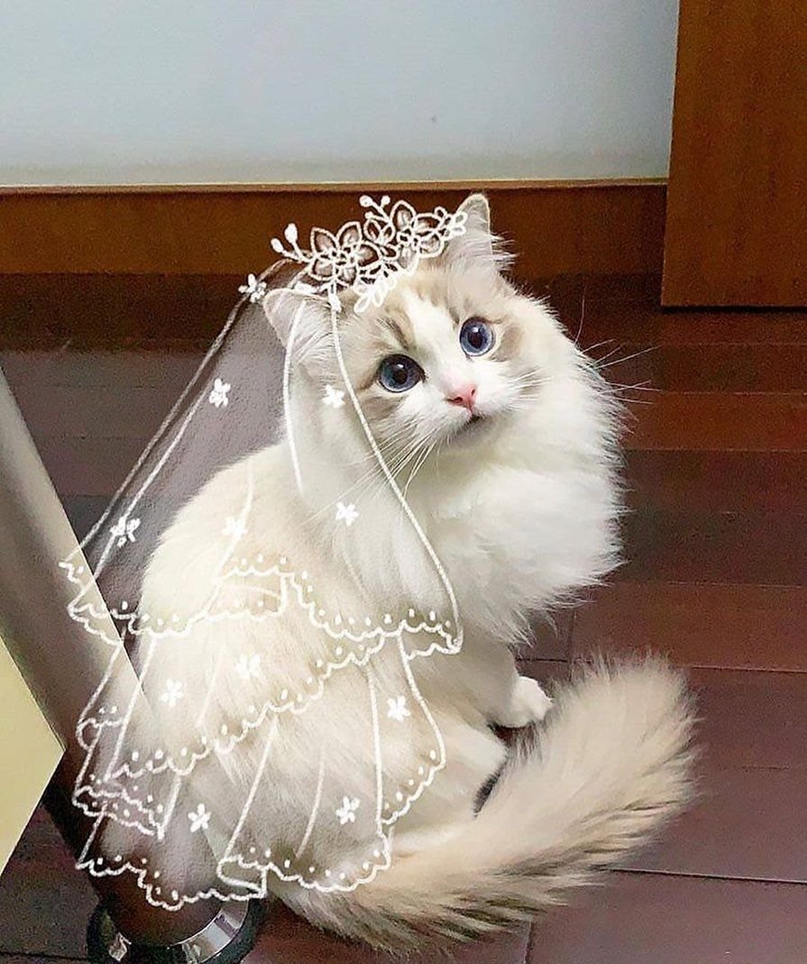 Кошка невеста