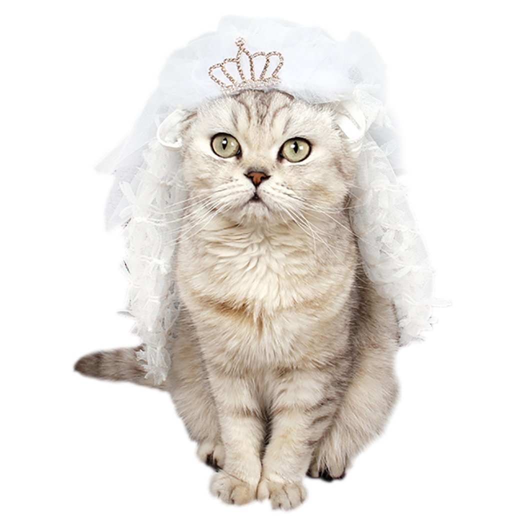 Кошка в фате