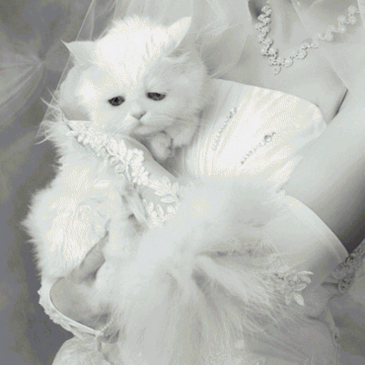 Кошки жених и невеста