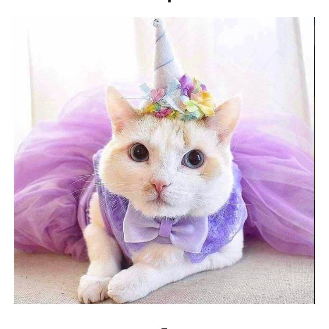 Кошка с венком на голове
