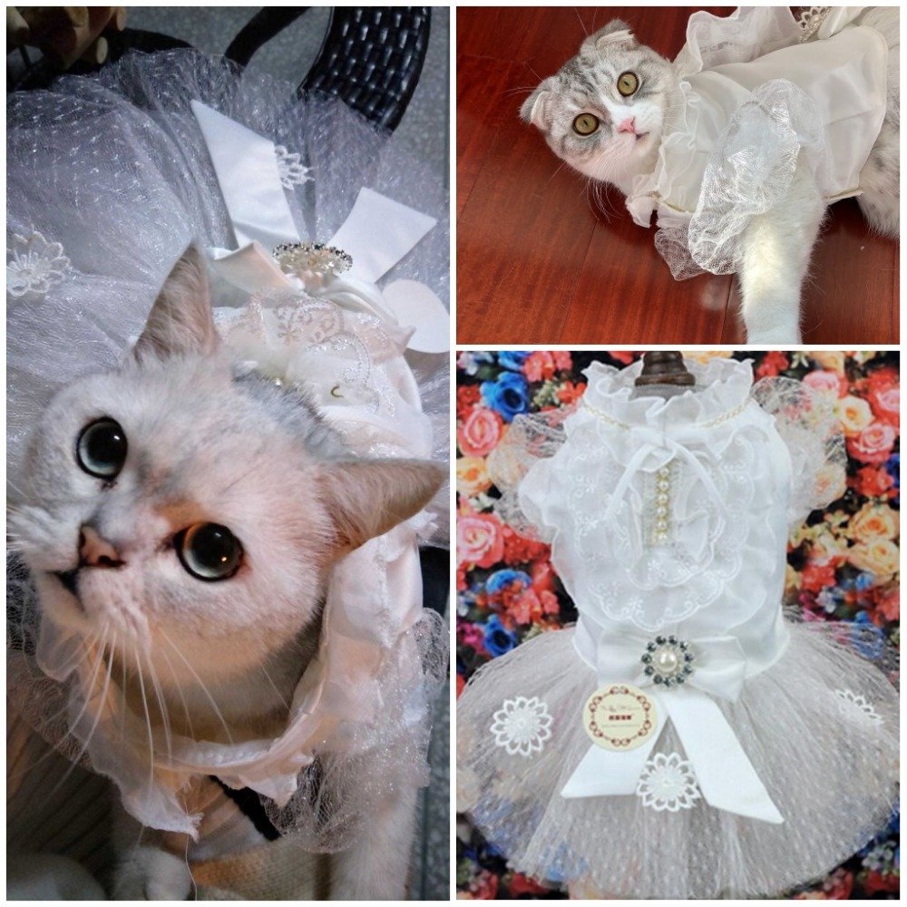 Кошка с бантиком