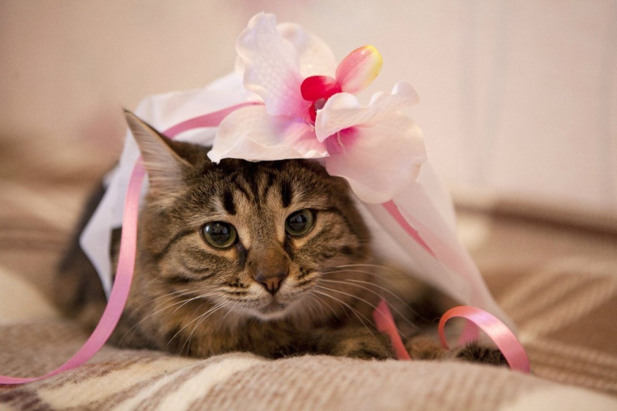 Кошечка (мини)