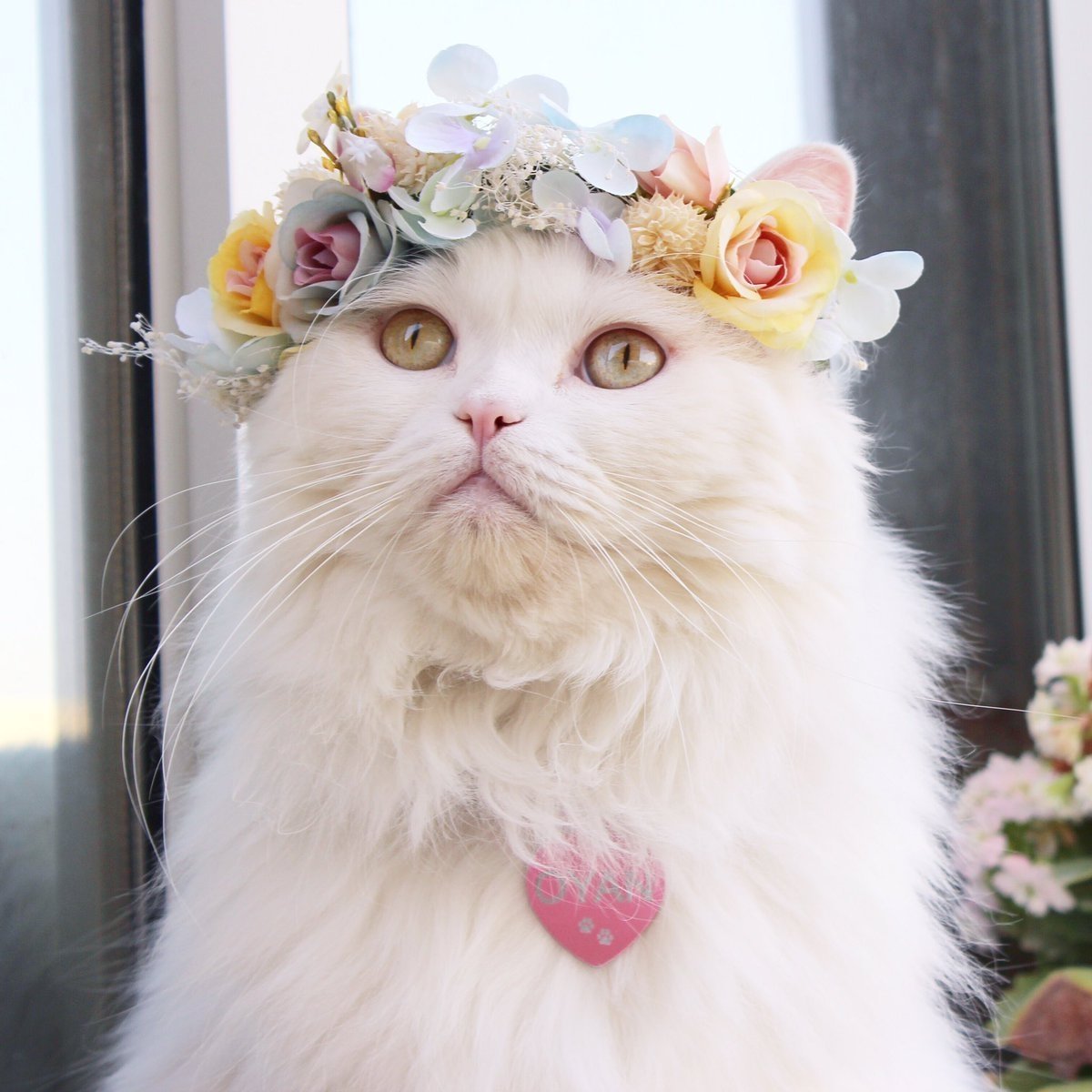 Кошка в фате