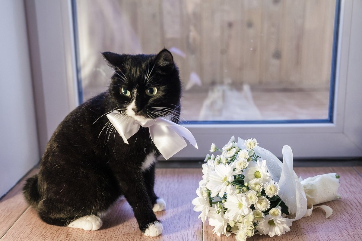 Длинношерстный Рэгдолл