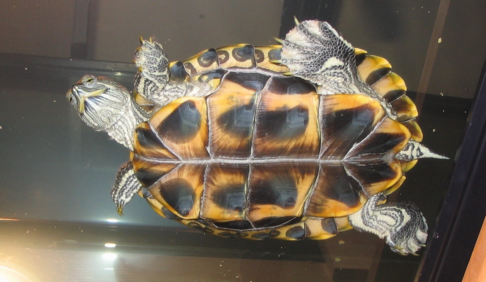 Красноухие черепахи белый панцирь
