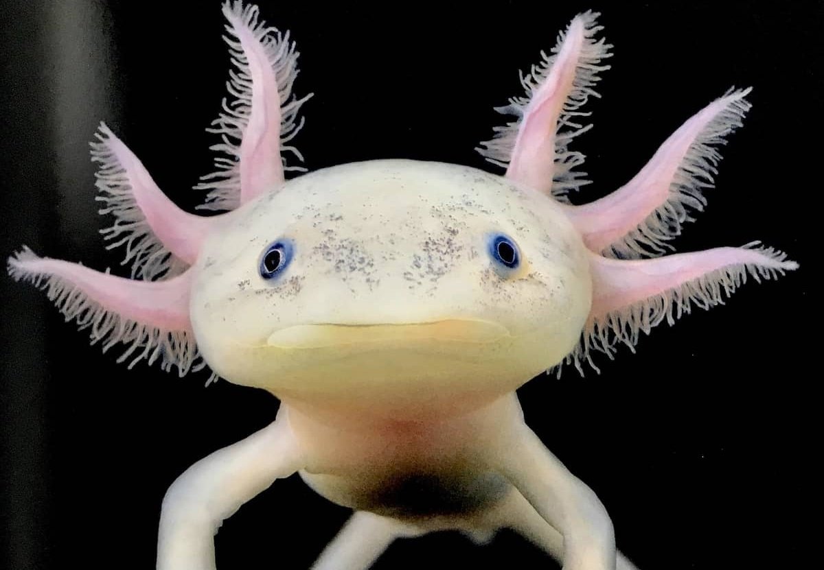 Аксолотль Холодное сердце 2