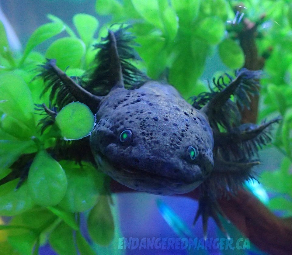 Аксолотль темный