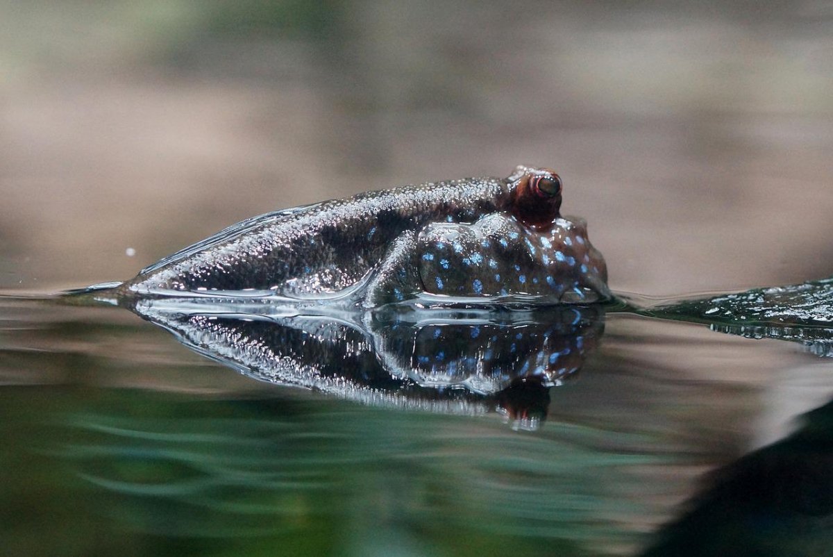 Аксолотль зевает