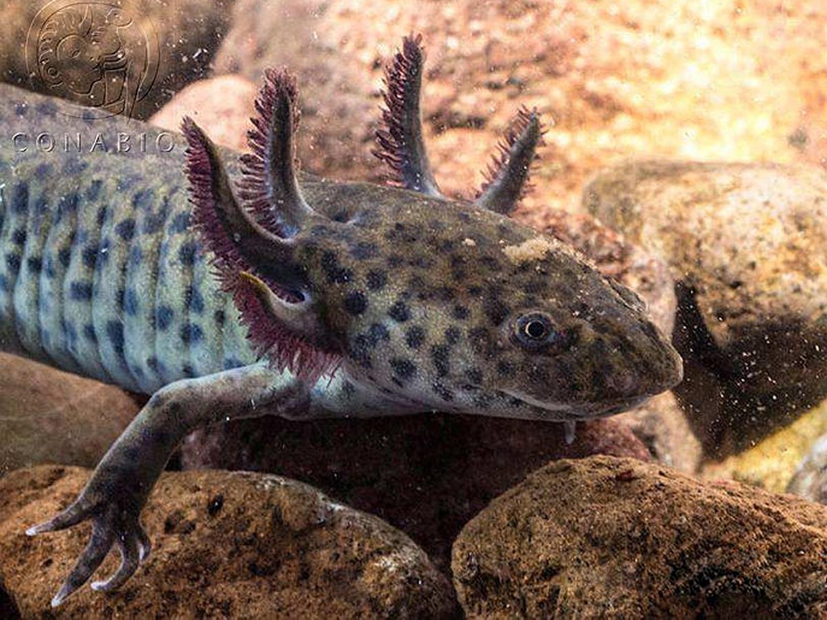 Амбистома и аксолотль