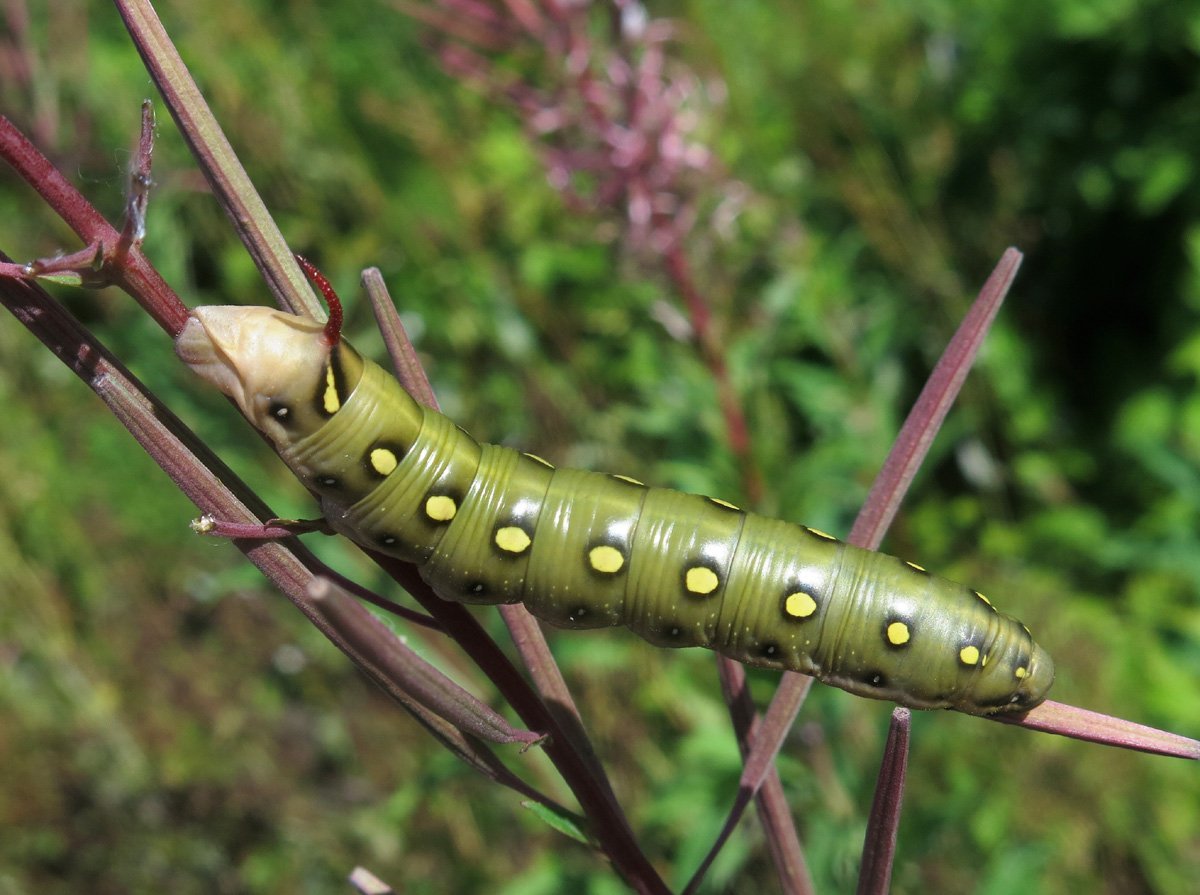 Бражник подмаренниковый гусеница