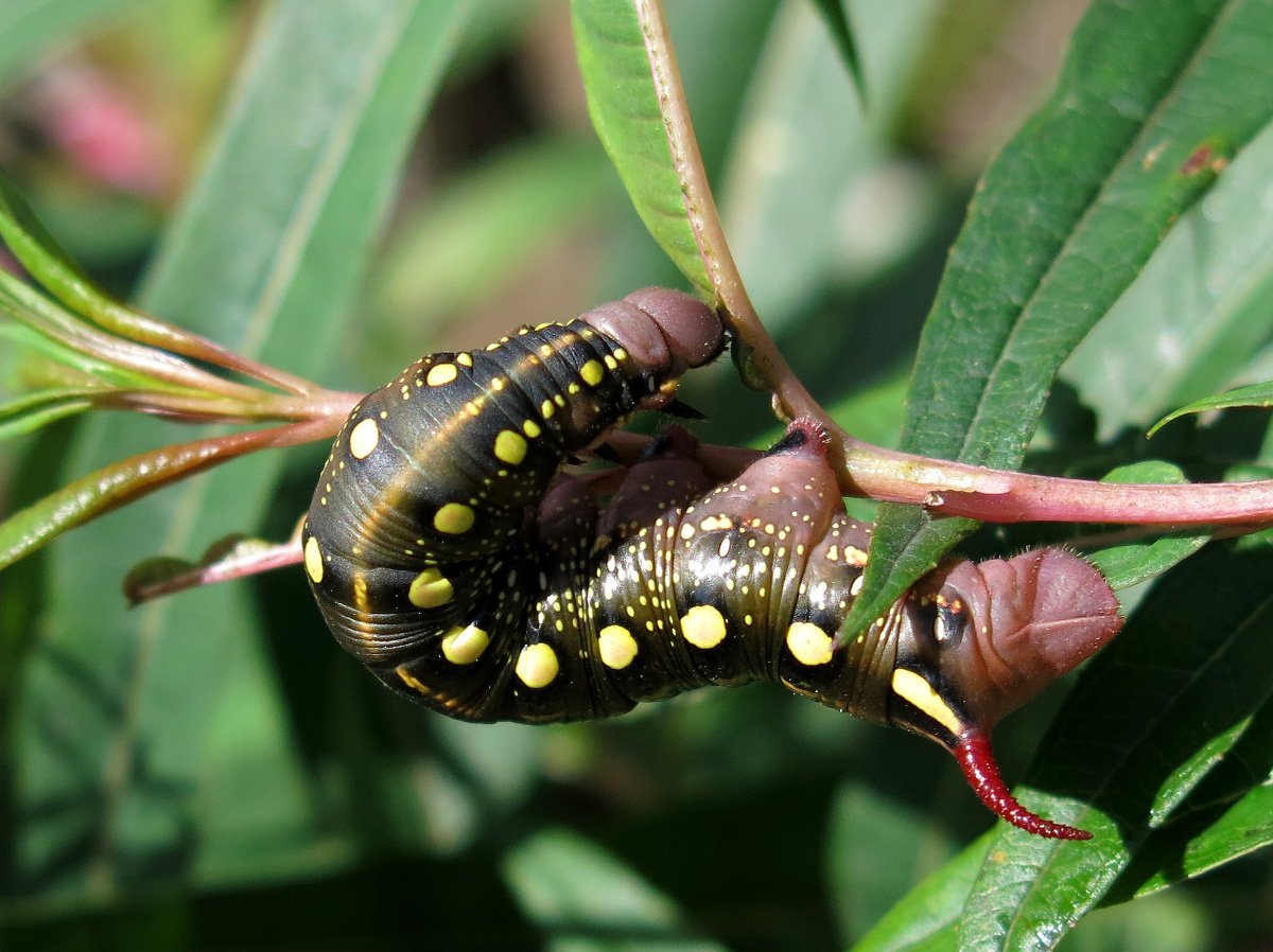 Гусеница жука древоточца