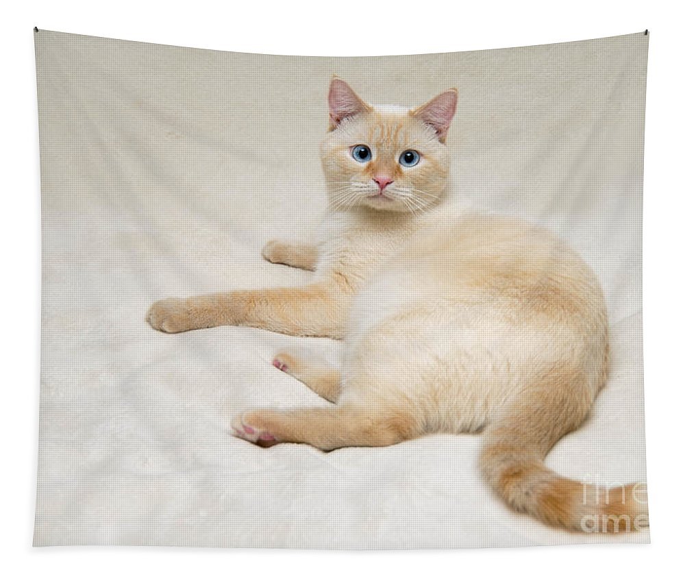 Тайская кошка ред Пойнт