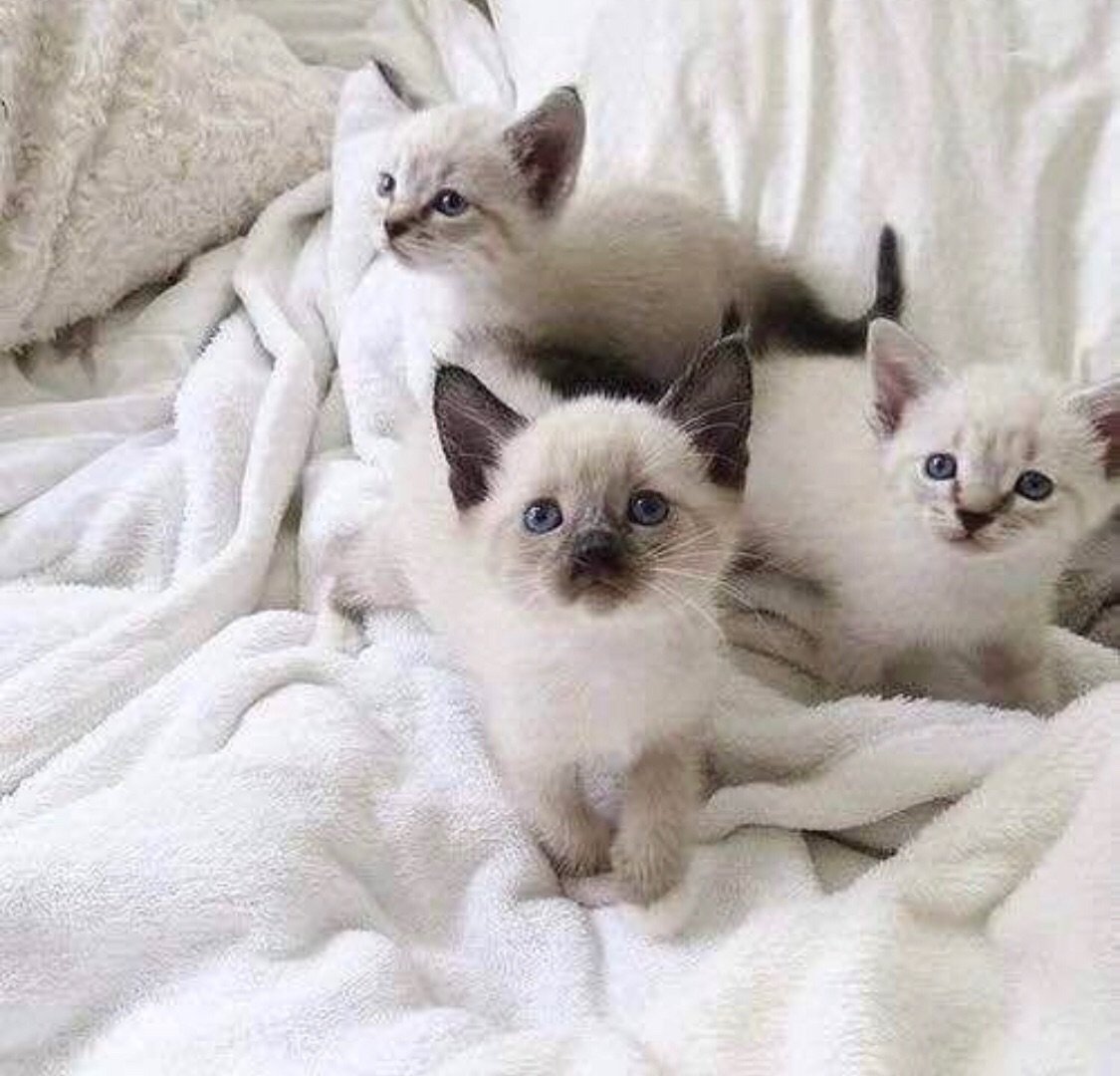 Тайская кошка оед поинт