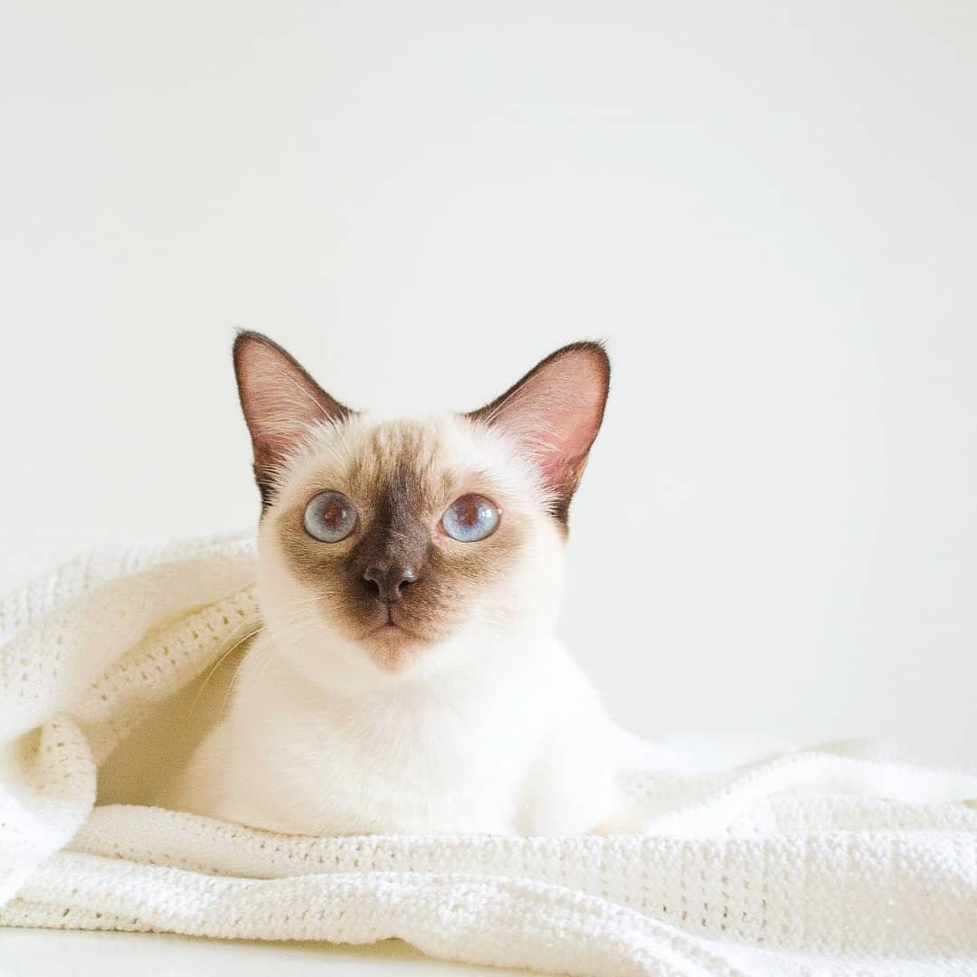 Сиамская кошка ред Пойнт