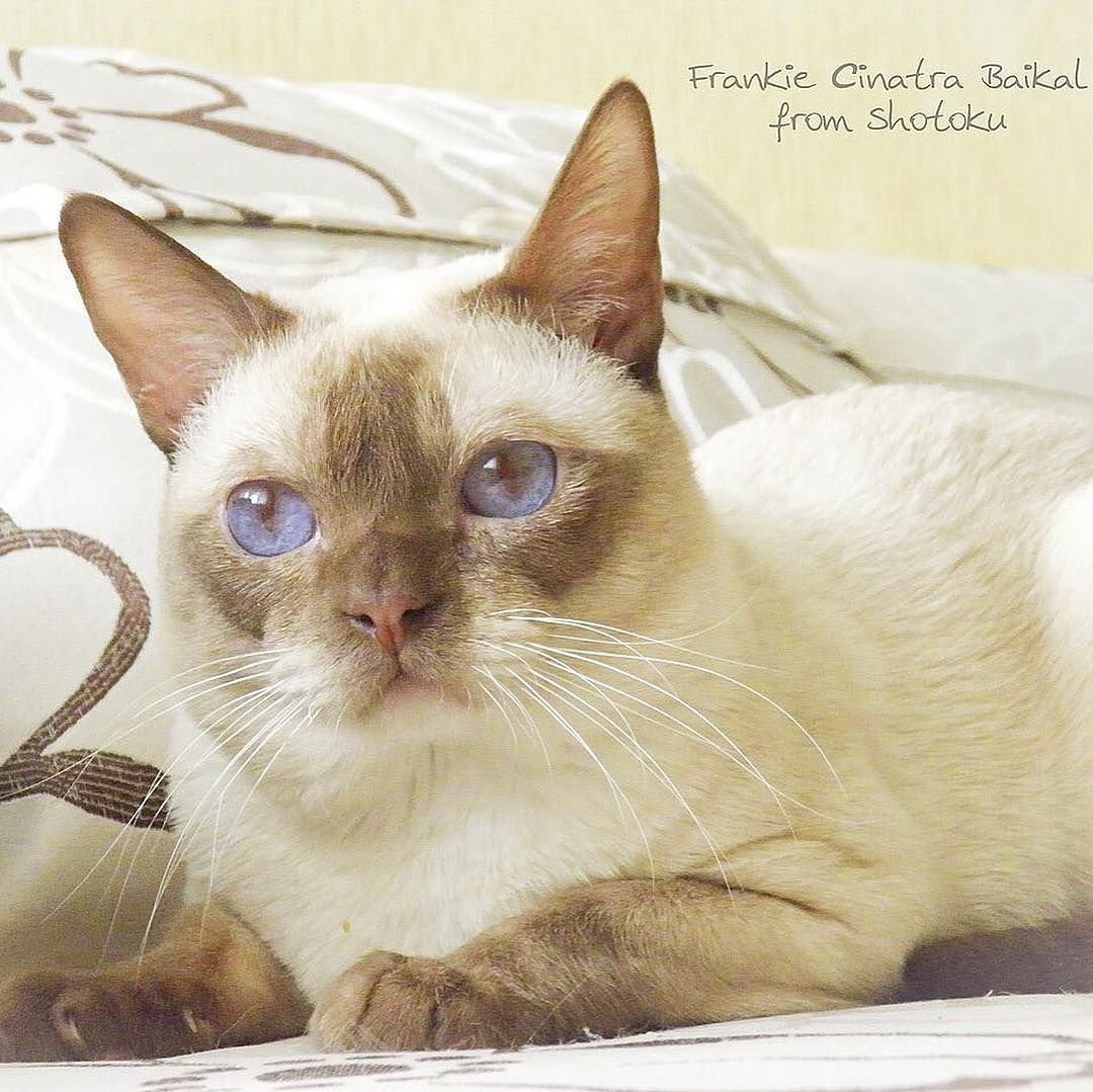 Тонкинез циннамон