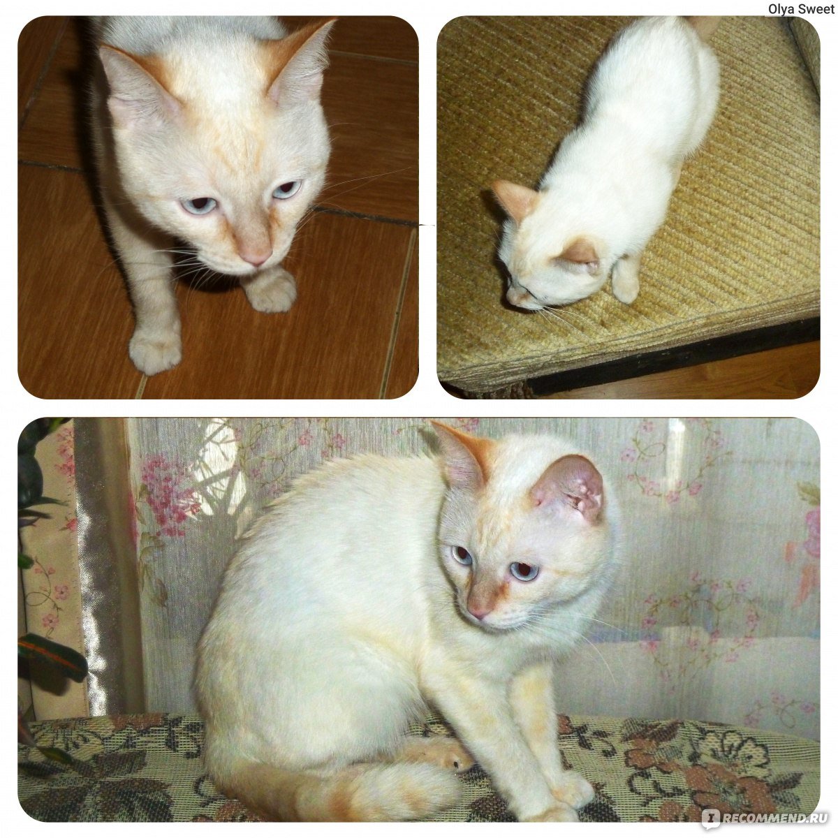 Стрижка колоропоинт кошек фото