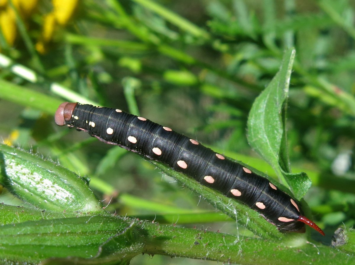 Гусеница Бражник бирючинный
