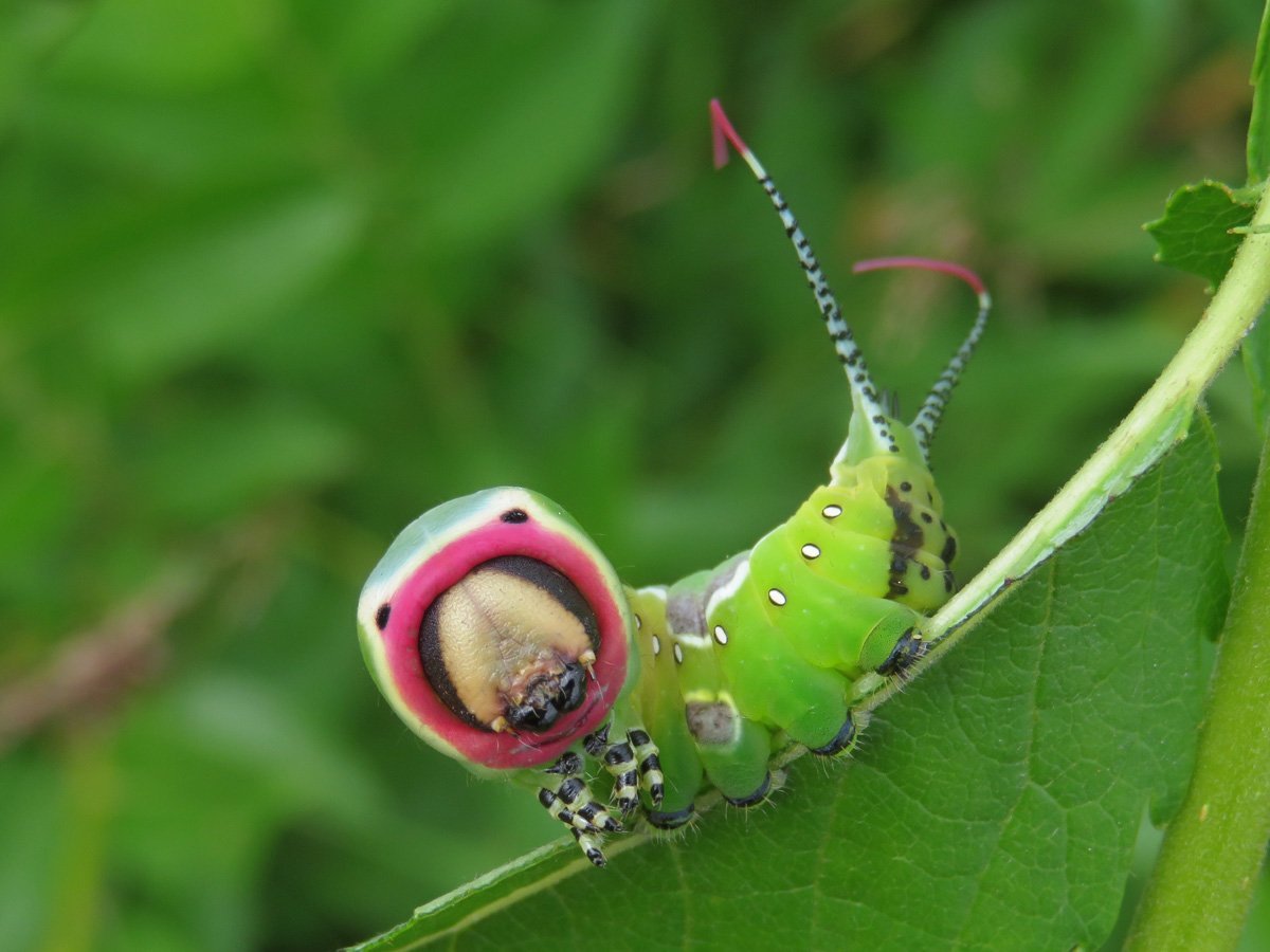 Бражник подмаренниковый гусеница
