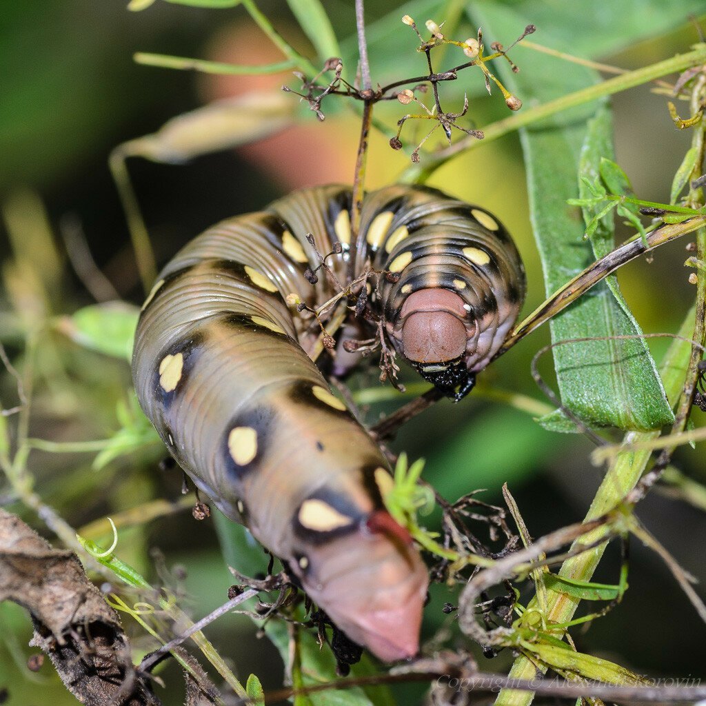 Гусеница БРАЖНИКА подмаренникового