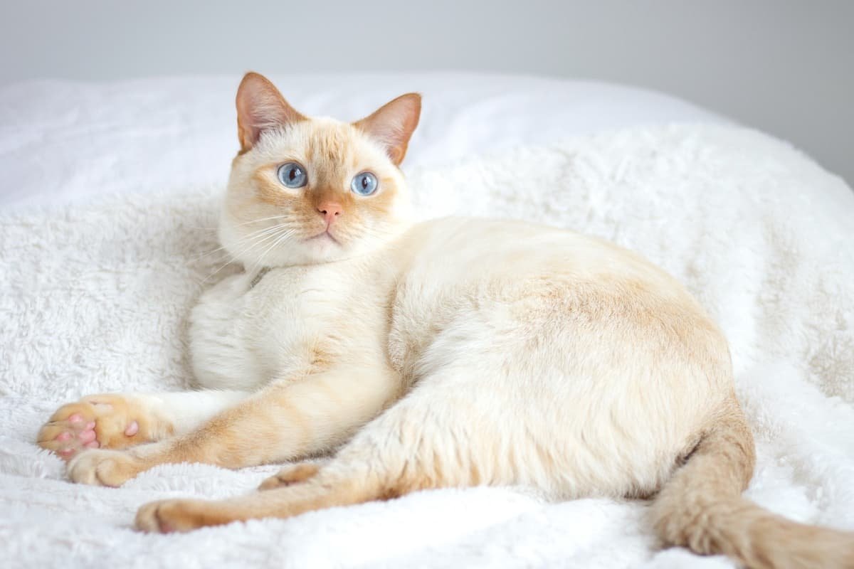 Тайская кошка крем пойнт - 75 фото