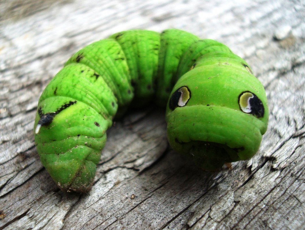 Papilio Troilus гусеница бабочка