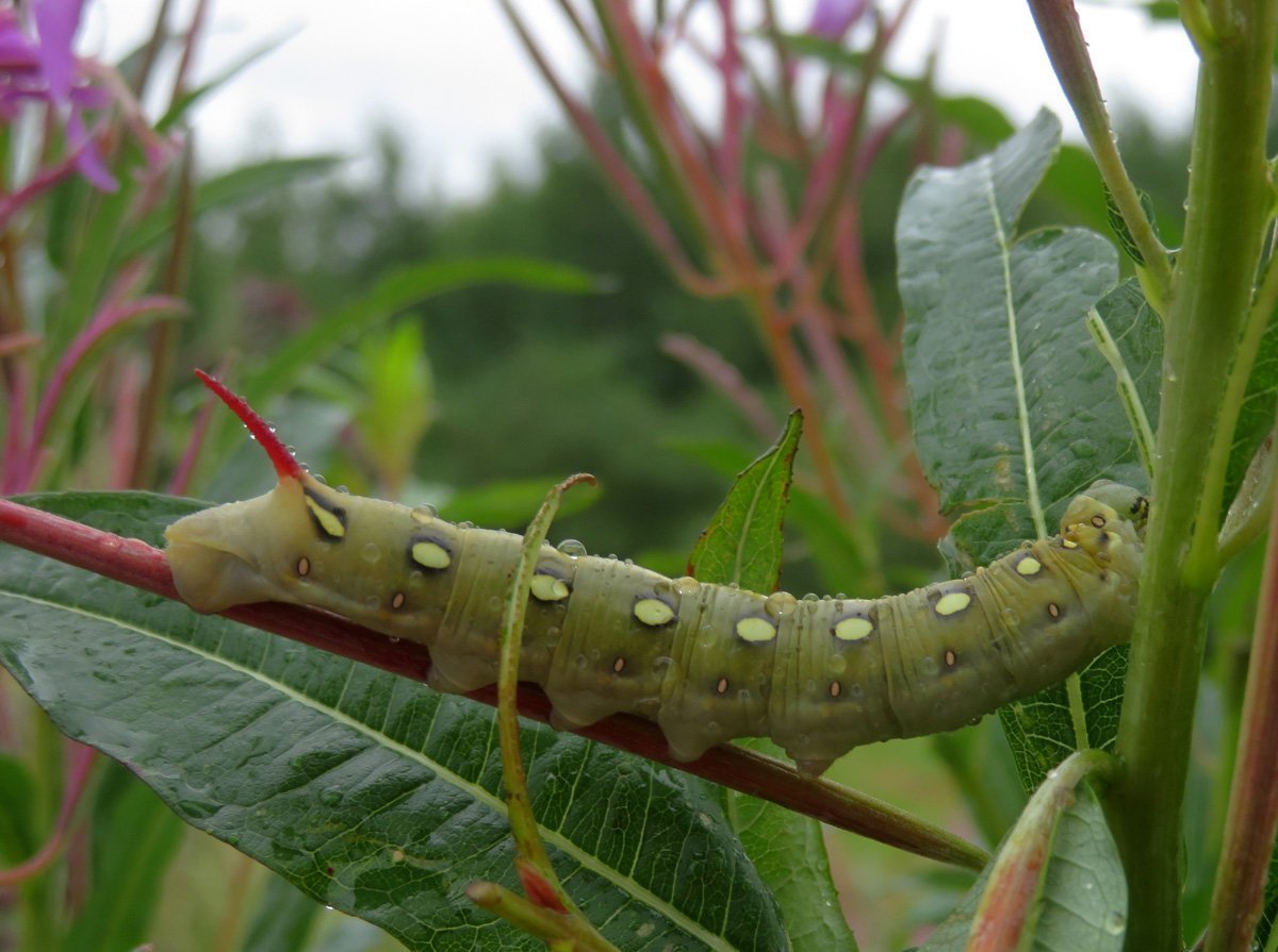 Бражник подмаренниковый