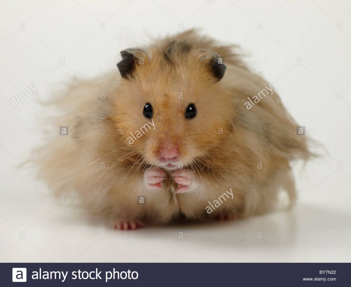 Сирийский хомяк лохматый